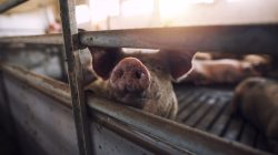 Foto: littlewolf1989/AdobeStock