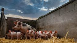 Foto: Countrypixel/AdobeStock