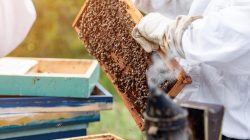 Foto: Zoran Zeremski/AdobeStock