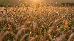 Foto: kuzenkova/AdobeStock