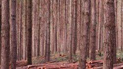 Foto-005-2026--ACR-Pinus-