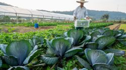 agricultura_familiar_20191031_1716054549