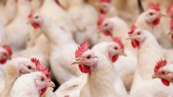 Foto:  korhan oztunc/AdobeStock