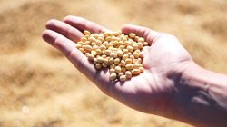 soybean-1831704_1280
